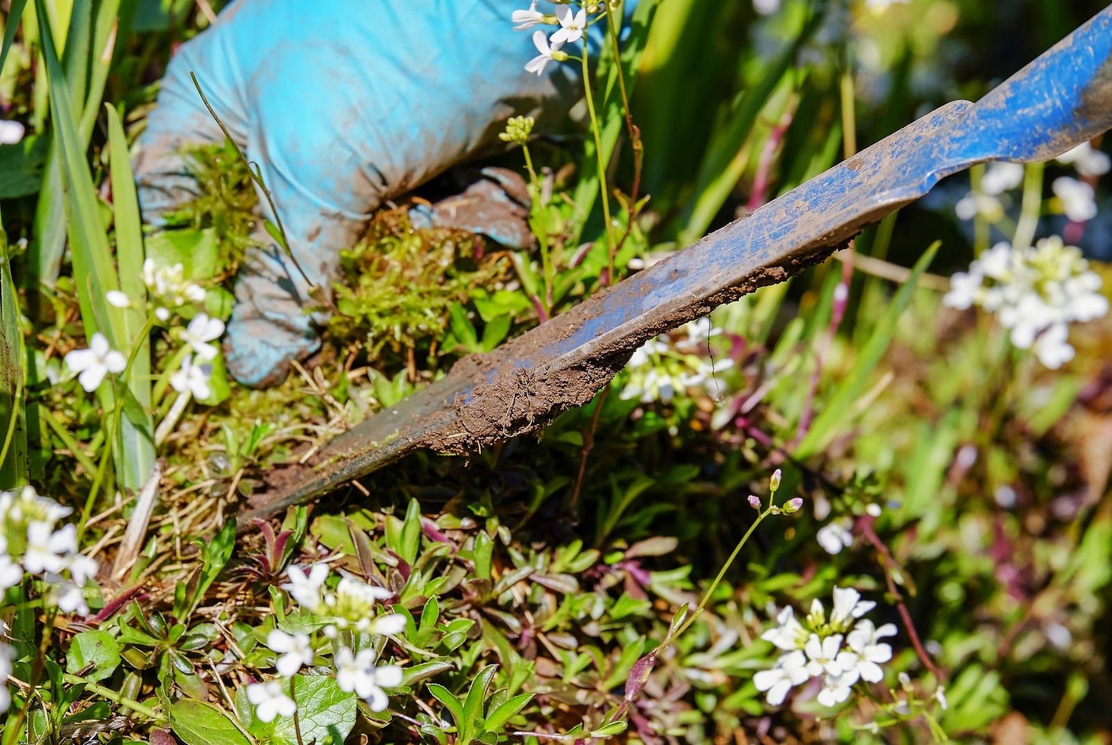 Hedge trimming detail