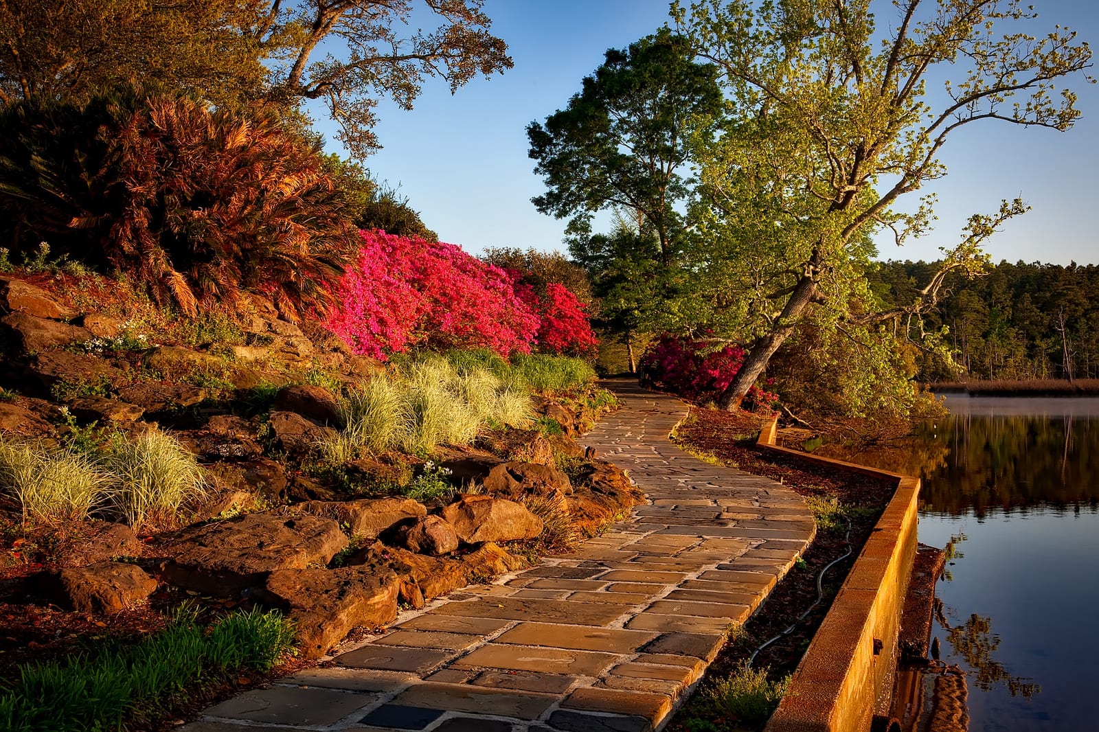 Garden design acer