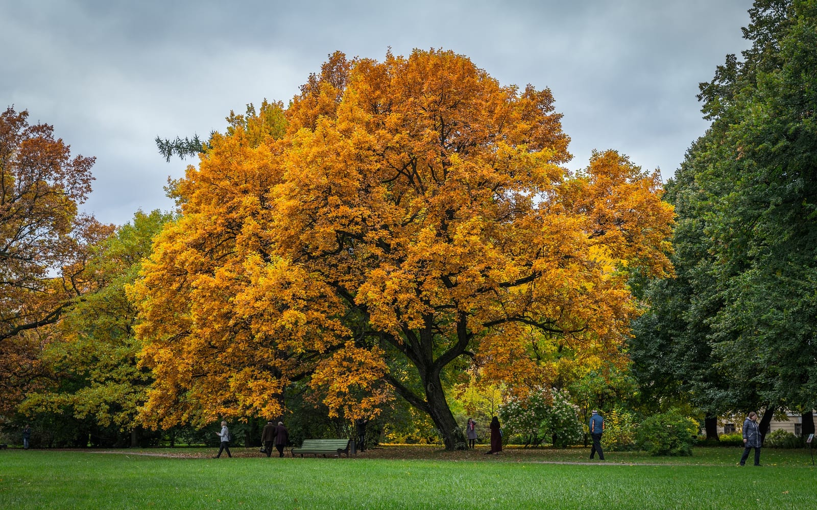 Crown Reduction by GD Tree & Gardens Specialists in Colchester