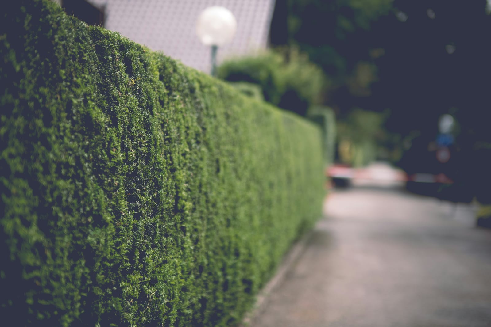 Hedge Cutting in Colchester