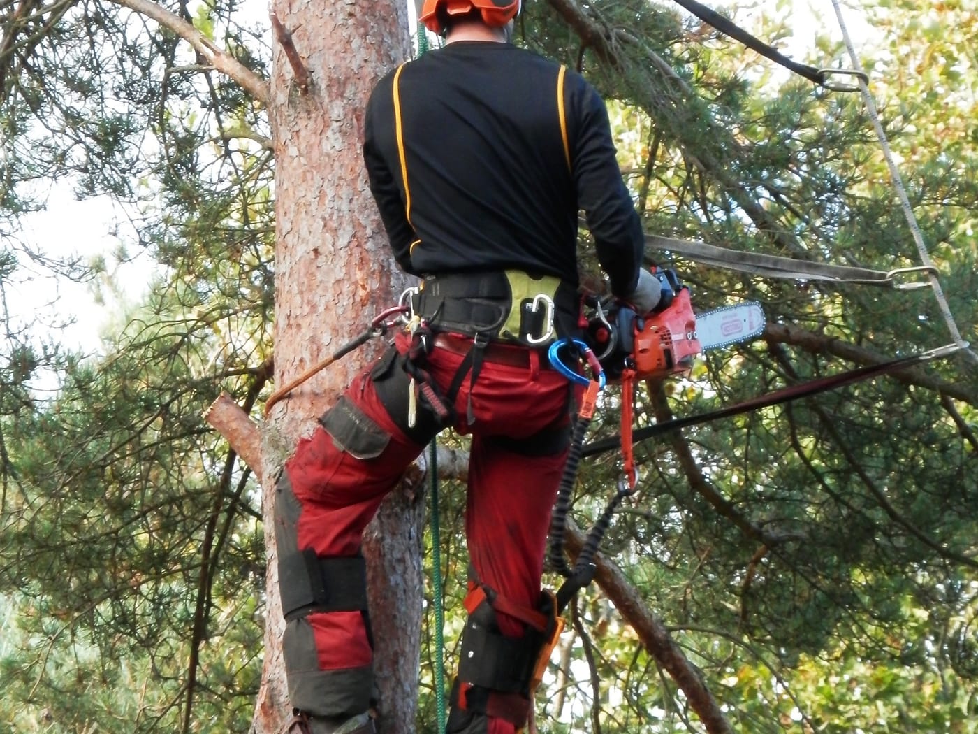 Tree Felling by GD Tree & Gardens Specialists in Colchester